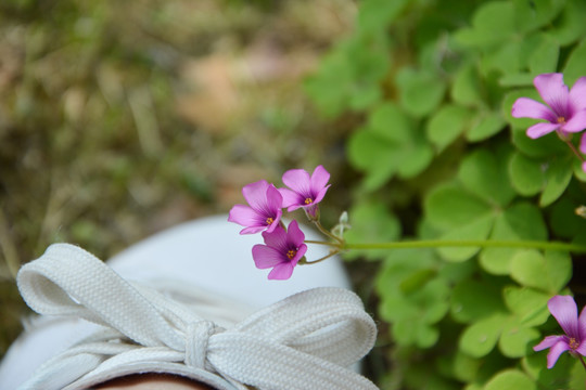 陌上花开