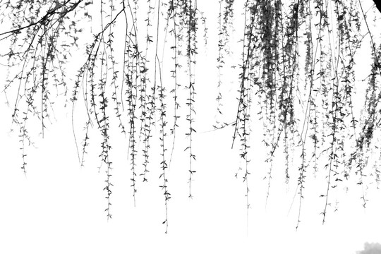 水墨樹枝