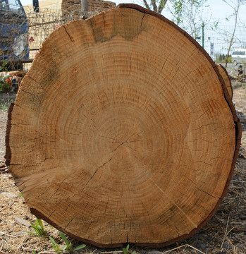 木纹年轮 巨木