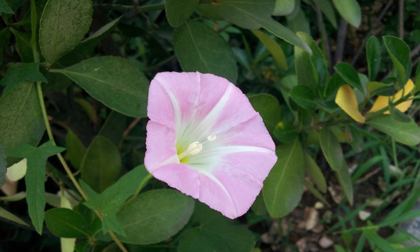 田旋花