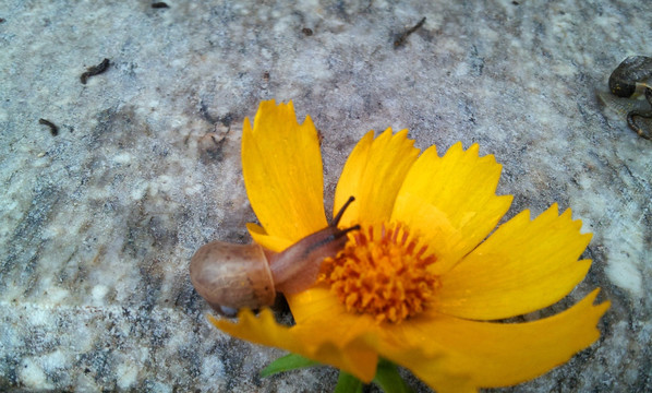 黄花蜗牛