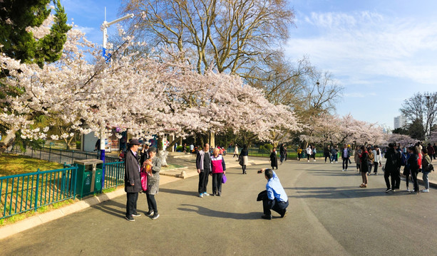 青岛中山公园 樱花