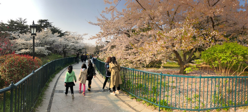 公园 樱花 参观