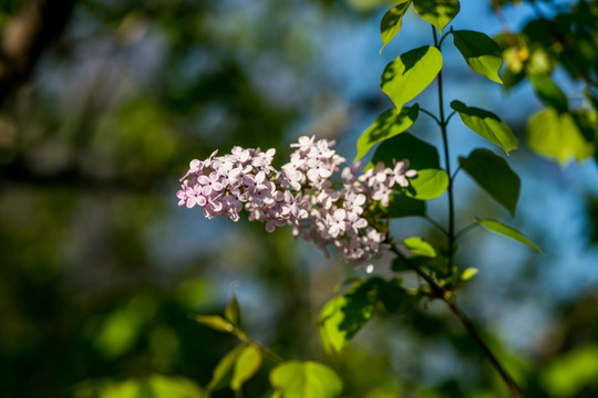 丁香花