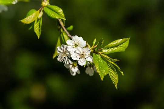 丁香花