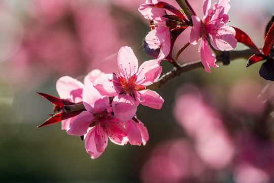 桃花