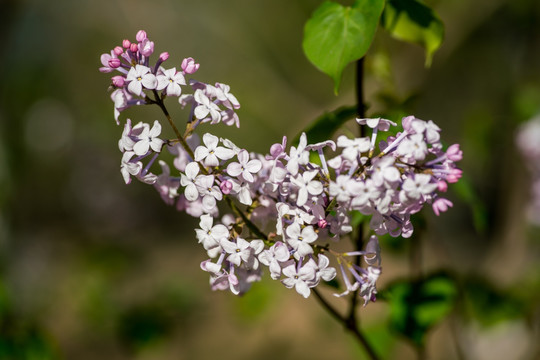 丁香花