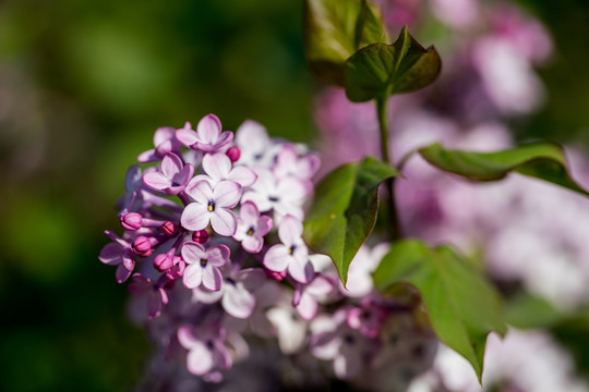 丁香花