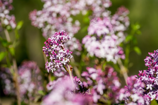 丁香花