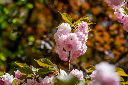 樱花