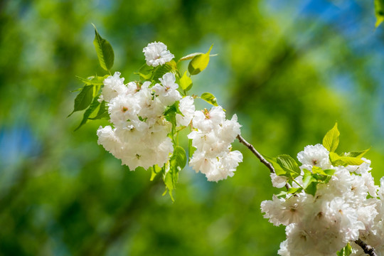 樱花