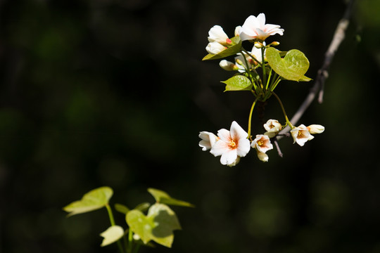 桐子花 油桐花