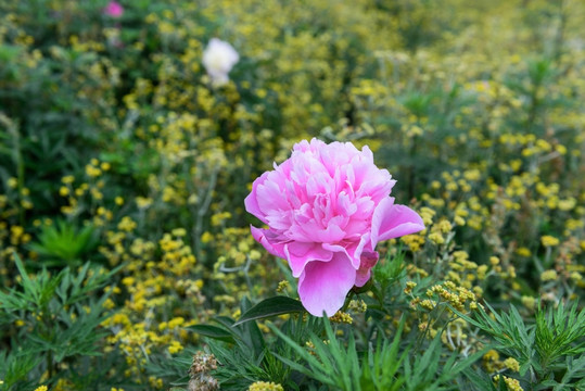 芍药花