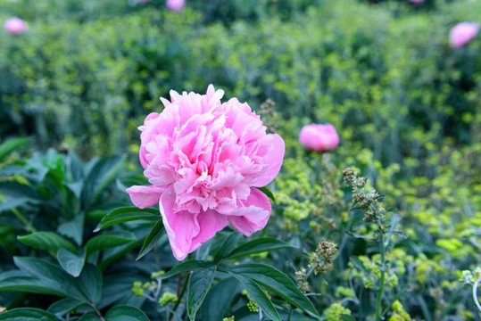 芍药花