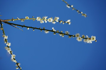 树枝上的梅花