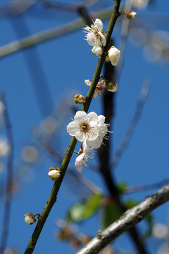 梅花