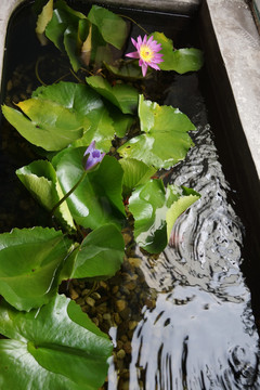 莲花荷叶水池景观