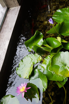 莲花水池