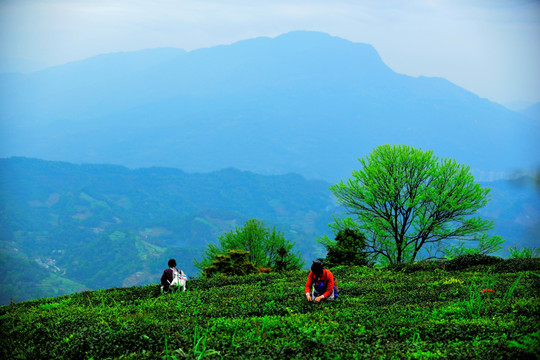 雅安蒙顶山茶园