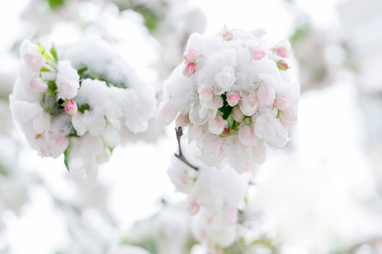 雪与花