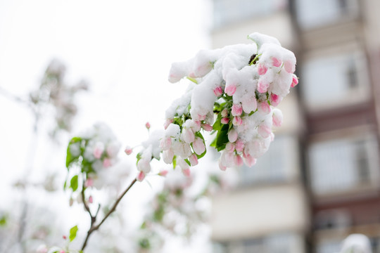 雪与花