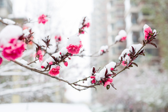 雪与花