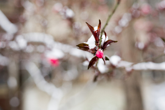 雪与花