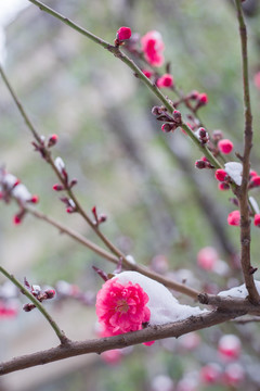 雪与花