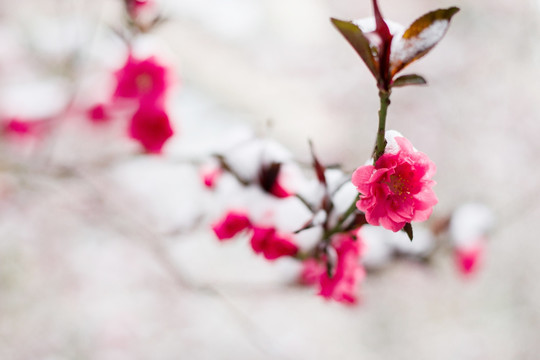 雪与花