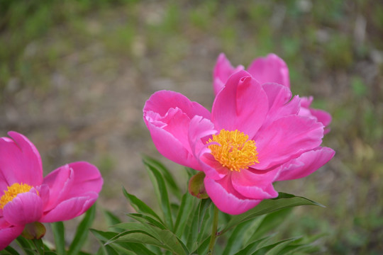 芍药花