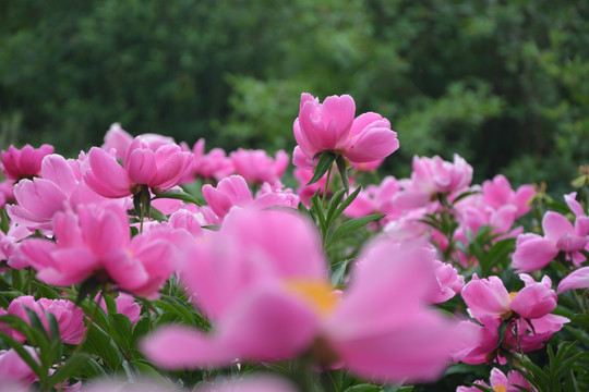 芍药花