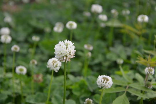 白花三叶草