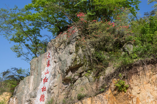 大幕山杜鹃花