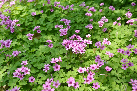 幸运草花朵背景