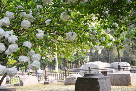 绣球花枝