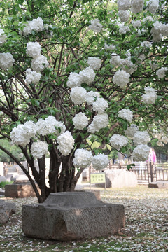 绣球花树