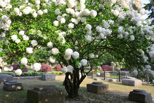 一樹花開