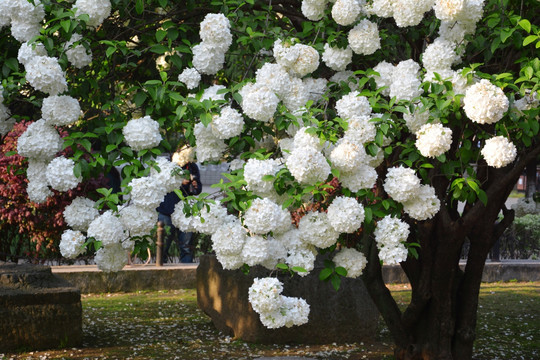 绣球花丛