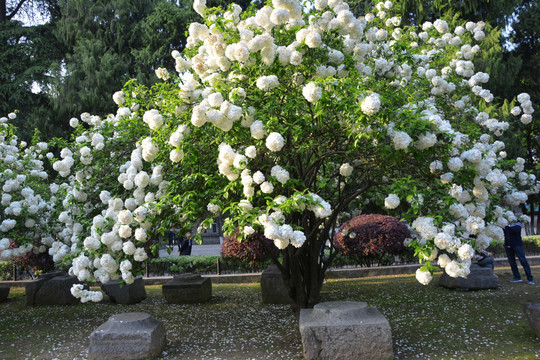 满树花开