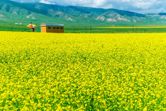 青海油菜花