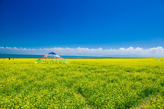 青海湖油菜花