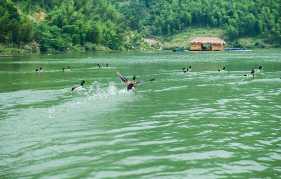 水库 水面