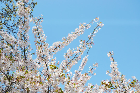 樱花