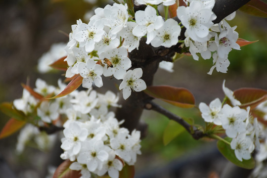 蜜蜂与花