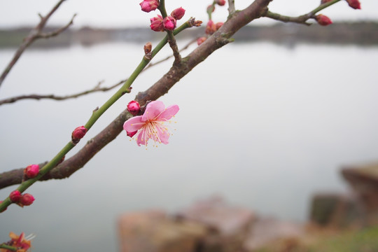 上海海湾森林公园园林