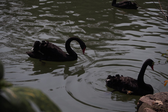 上海动物园 黑天鹅