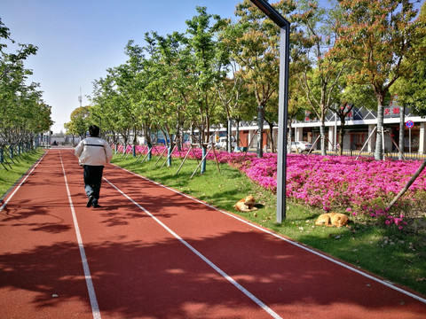 开满杜鹃花的城市绿地