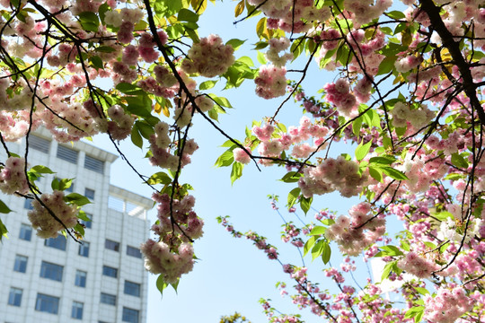 樱花特写