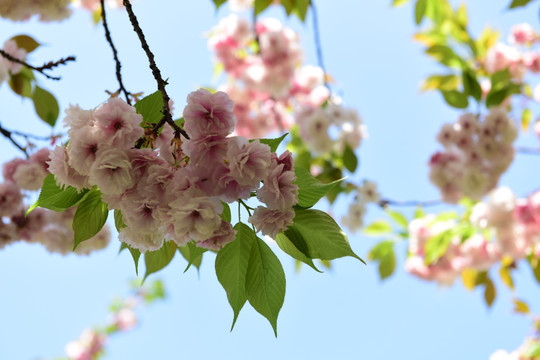 樱花特写