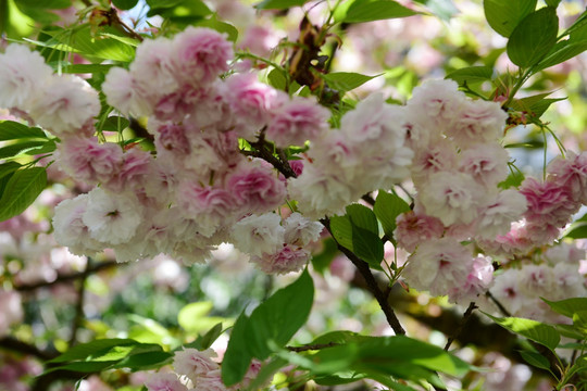 粉红色樱花树